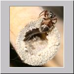 Synageles venator - Springspinne 02 4mm.jpg